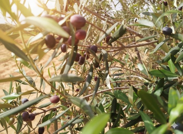 Olives en gros plan